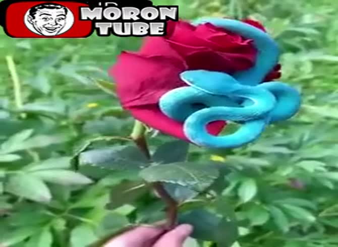 Video :On a scarlet rose, a blue viper